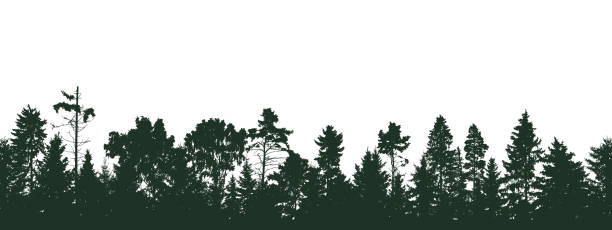 istock Coniferous and deciduous beautiful forest, silhouette of firs, pines and different deciduous trees. Vector illustration. 1472244040