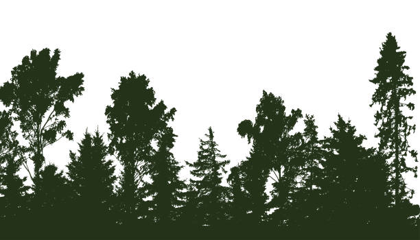 istock Beautiful forest, silhouette of firs, pines and different deciduous trees. Vector illustration. 1472244041