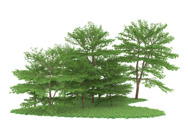 istock Forrest arrangement isolated on background. 3d rendering - illustration description 1472244129