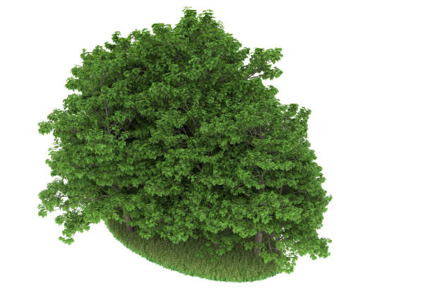 istock Forrest arrangement isolated on background. 3d rendering - illustration description 1472244251