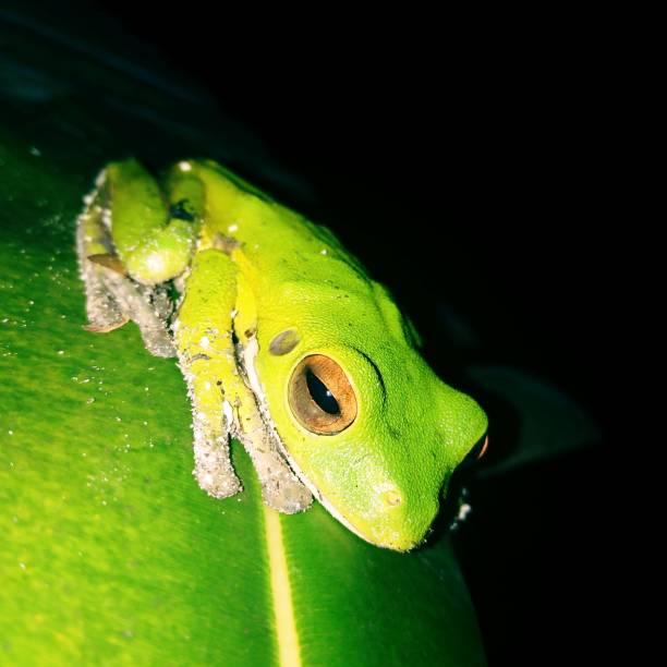 istock Green frog on leave at nigth 1472244344