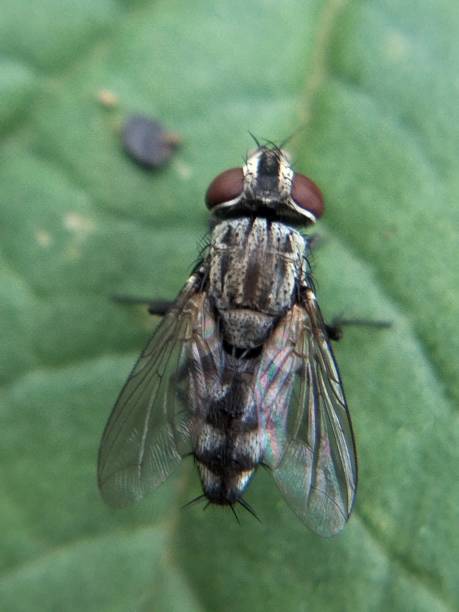 istock macro photo of flies 1472244624
