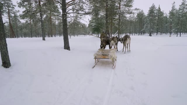 Western Siberia, reindeer herder of the Khanty people harnesses reindeer in sledge.