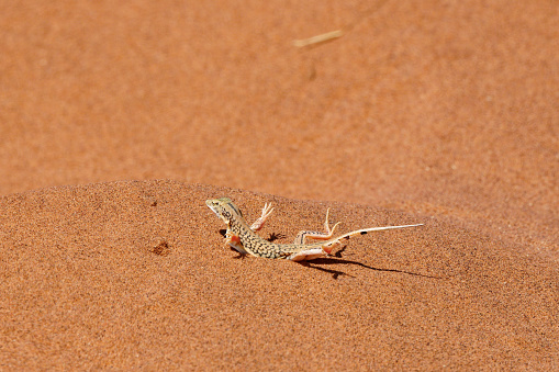 a lizard does the hot feet dance the Namib Desert near Walvis Bay, Namibia
