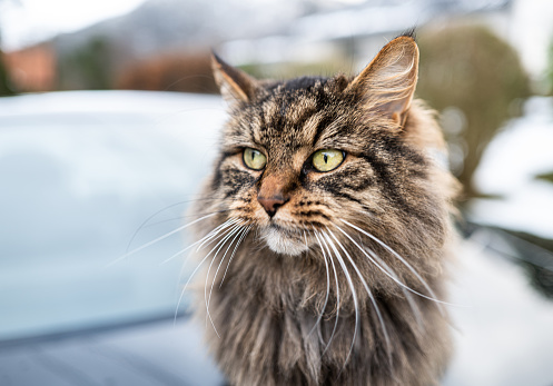 Furry cat from northern Europe in winter