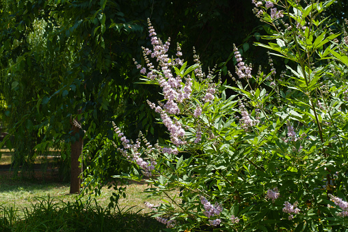 Branches of Vitex agnus-castus with light pink flowers in mid July
