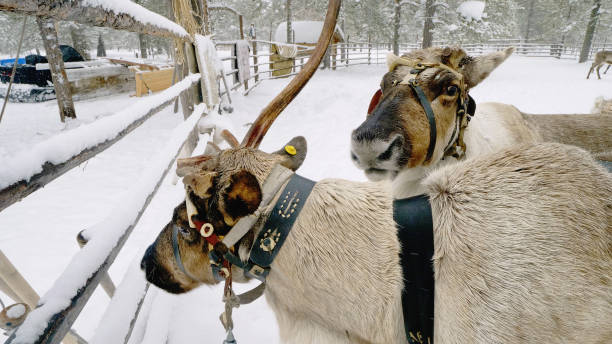 istock Western Siberia, reindeer in harness. 1472246853
