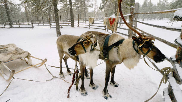 istock Western Siberia, reindeer in harness. 1472246862