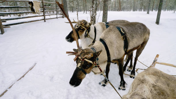 istock Western Siberia, reindeer in harness. 1472246863