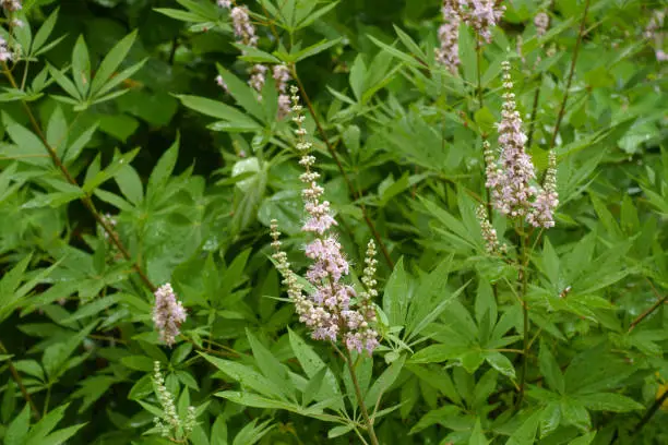 Photo of Closed buds and light pink flowers in the leafage of Vitex agnus-castus in July