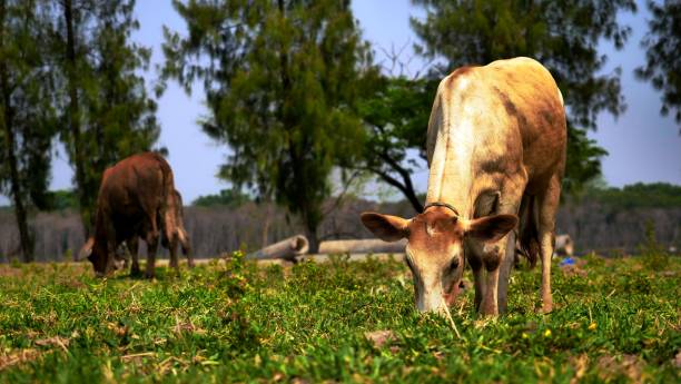 istock cow eating grass   in thailand 1472247010