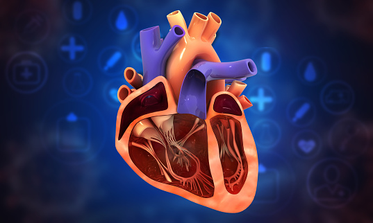 Human heart cross section on medical background. 3d illustration