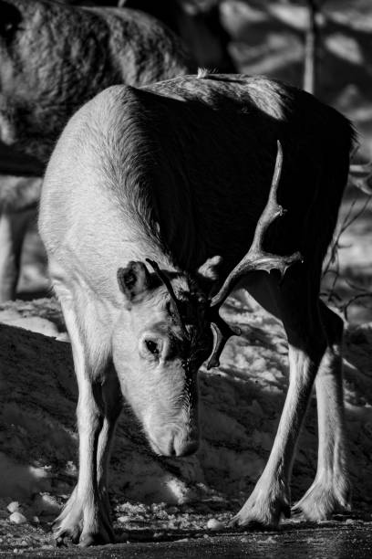 istock Raindeers in North of sweden 1472247157