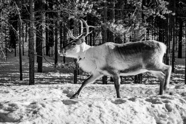 Deer in the woods captured in infrared, showcasing the harmony between wildlife and nature.