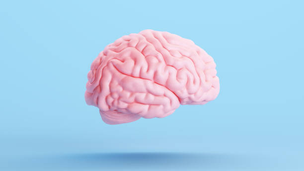 istock Pink Brain Anatomy Mind Intelligence Medical Organ Science Blue Background Right Side 1472247939