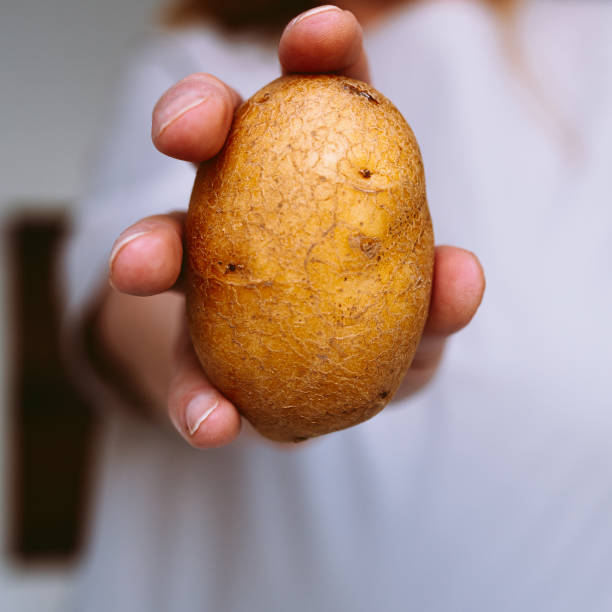 女性の手にジャガイモの接写。 - root vegetable raw potato human skin root ストックフォトと画像