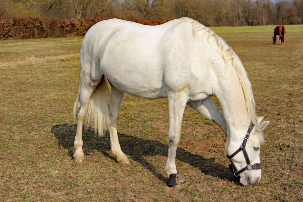 Domestic Horse Grazing in the Meadow. Los Altos Hills, California, USA.