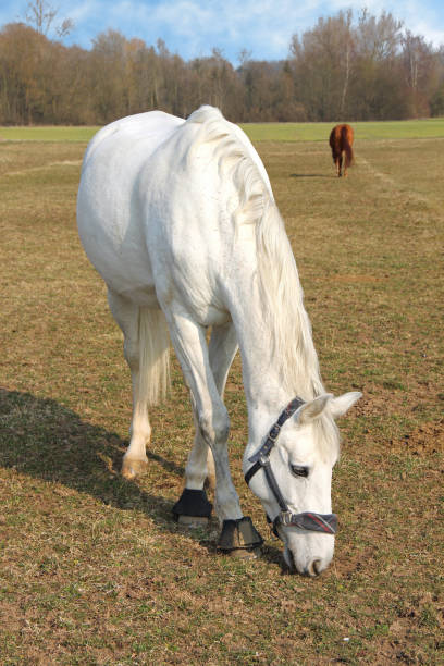 istock White horse grazing in meadow 1472248295