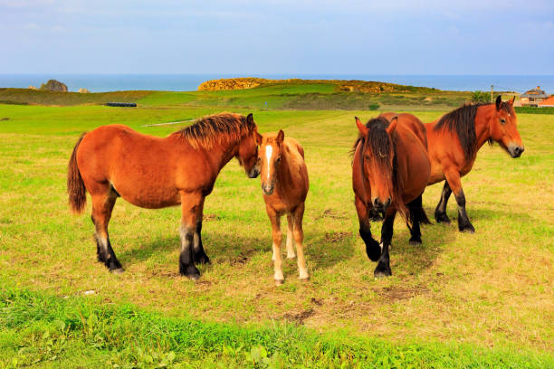 istock Group of horses are grazing 1472248446