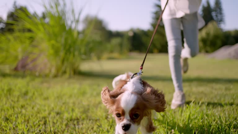 Little cute girl and pet dog walking, running, having fun in summer park at sunset outdoors. Сhild holding hugging her favourite pedigree dog friend. Happy family kid friendship dream holiday concept