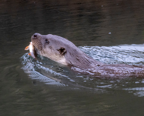 otter swimming along with a fish ready to eat