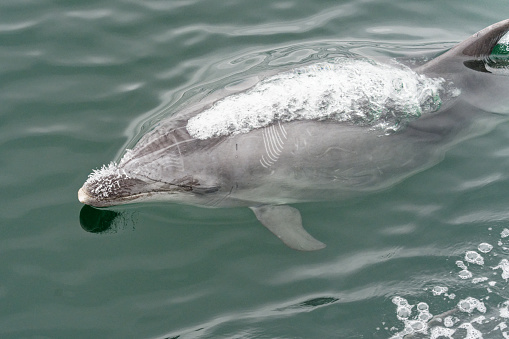 Dolphins underwater, one very close to the camera