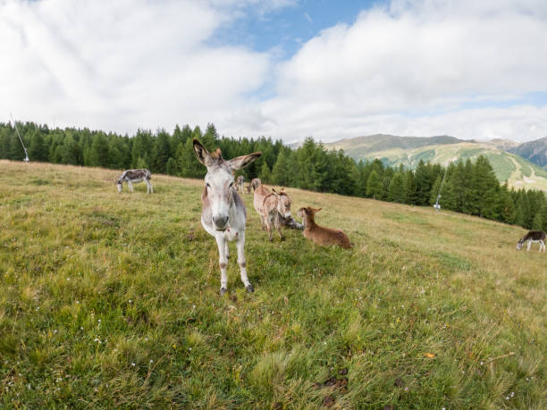 Rural scene, animal making funny faces.