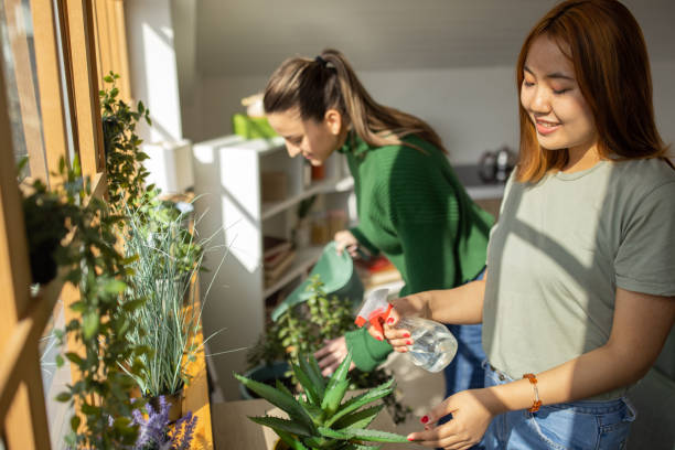 istock Two friends watering houseplants together 1472251799
