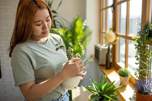 Young Malaysian woman taking care of her plants at home