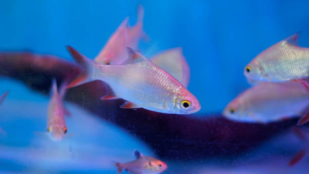 Barbonymus schwanenfeldii Barbonymus schwanenfeldii fish in an aquarium, white in color with a reddish back and dark tail. this species is also known tinfoil barb and tengadak fish. tinfoil barb barbonymus schwanenfeldii stock pictures, royalty-free photos & images