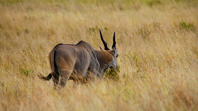 Eland grazing on grassy at Maasai Mara National Reserve