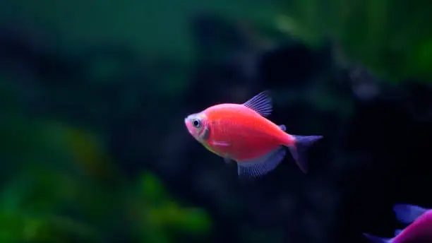 A starfire red Glofish in a aquarium with brightly colored fins. this species is also known Starfire Red GloFish Tetra or gymnocorymbus ternetzi.
