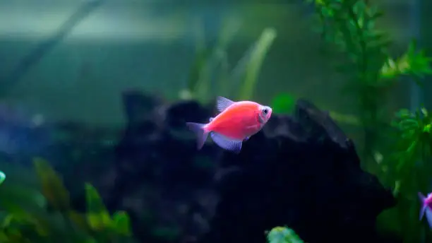 A starfire red Glofish in a aquarium with brightly colored fins. this species is also known Starfire Red GloFish Tetra or gymnocorymbus ternetzi.