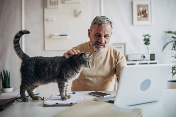 istock A pet cat in the office of an active older man 1472253312