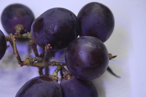 purple grapes on a stalk