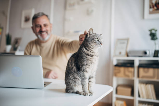 istock A pet cat in the office of an active older man 1472253582