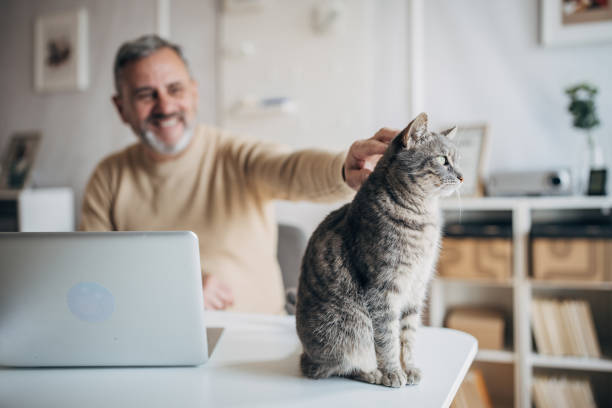 istock A pet cat in the office of an active older man 1472253587