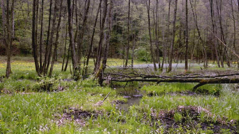 A panorama of spring meadows with numerous backwaters on a stream caused by beaver activity