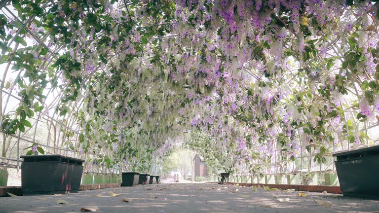 Beautiful Purple Wreath (Petrea volubilis)