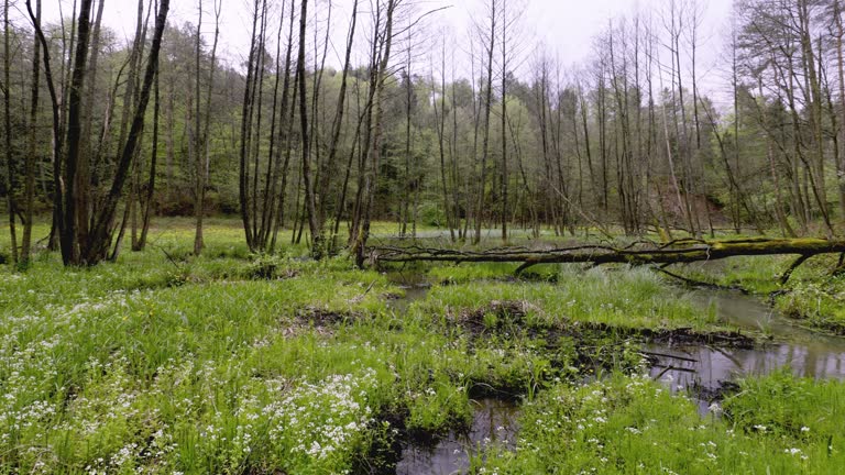 A panorama of spring meadows with numerous backwaters on a stream caused by beaver activity