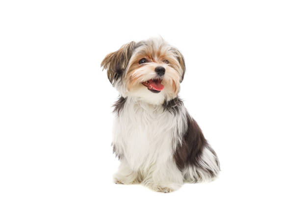 istock Cute maltese puppy isolated on white background 1472257259