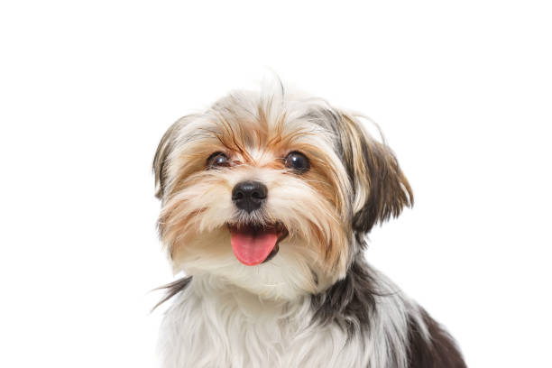 istock Puppy Maltese lapdog isolated on white background. 1472257260