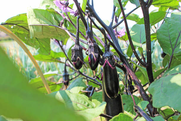 istock Eggplant about to be harvested 1472257932