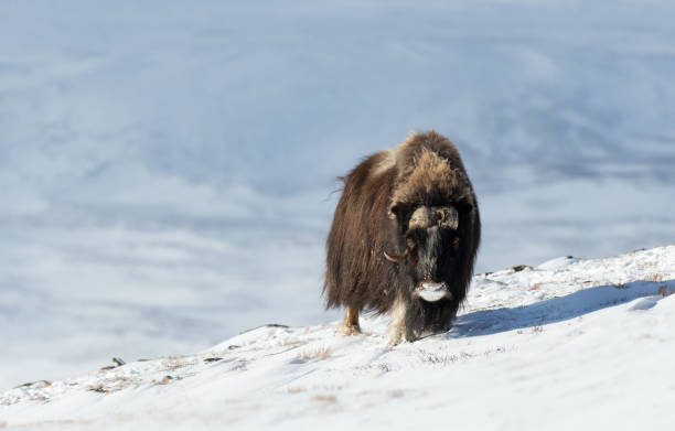 istock Musk Ox in Dovrefjell mountains in winter 1472258225