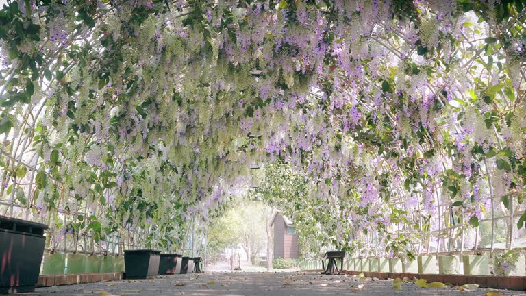 Beautiful Purple Wreath (Petrea volubilis)