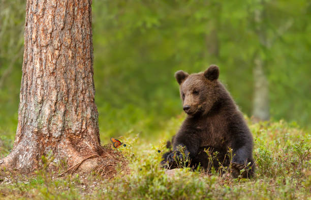 Eurasian Brown bear cub with a butterfly stock photo