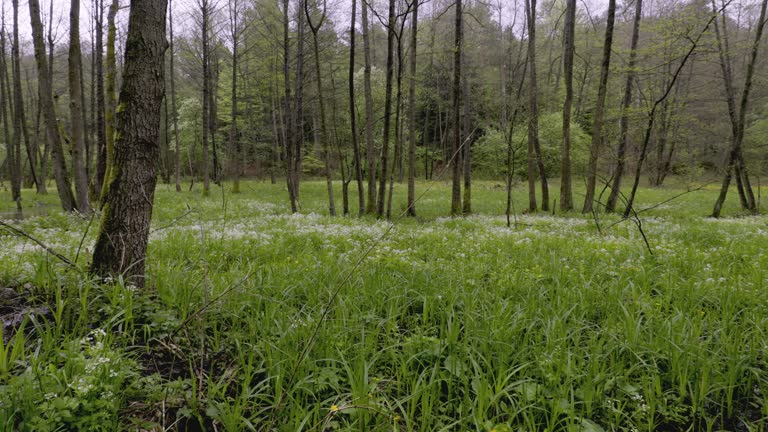 A panorama of spring meadows with numerous backwaters on a stream caused by beaver activity