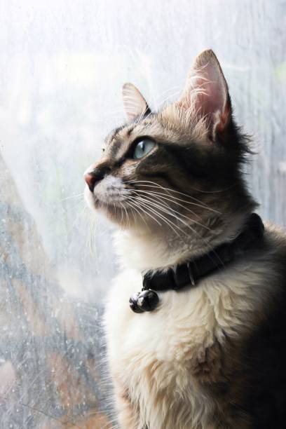 istock white and gray pet cat, looking at the window 1472258831