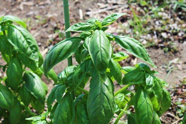 istock Basil grown in the home garden 1472259656