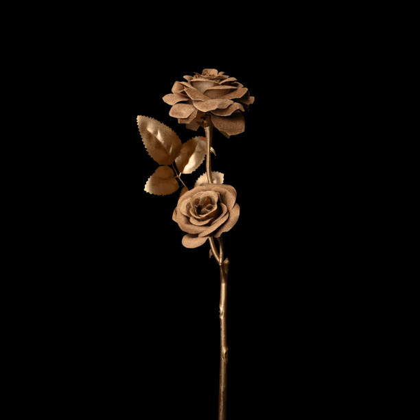 istock golden rose on black background. 1472259726
